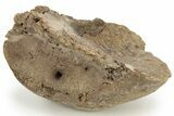 Hadrosaur Calcaneum (Heel Bone) - Wyoming #229174-1